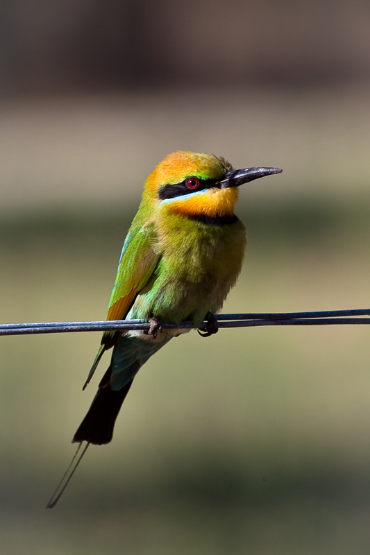 Rainbow Bee-Eater (male)
