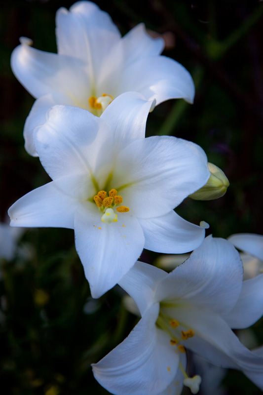 November lilies