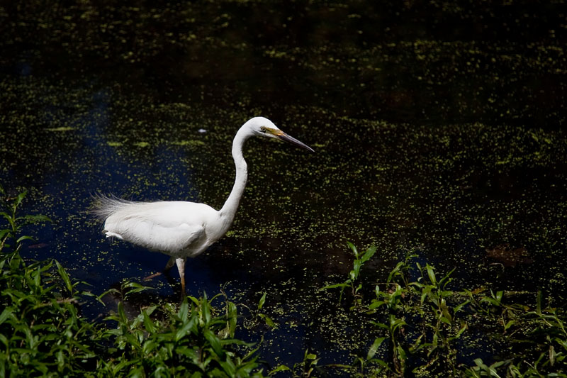 White Egret