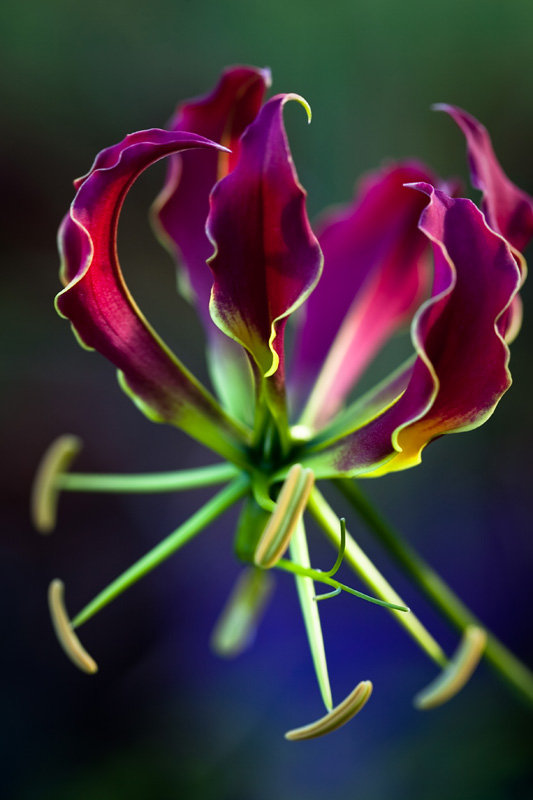 Gloriosa Rothschildiana
