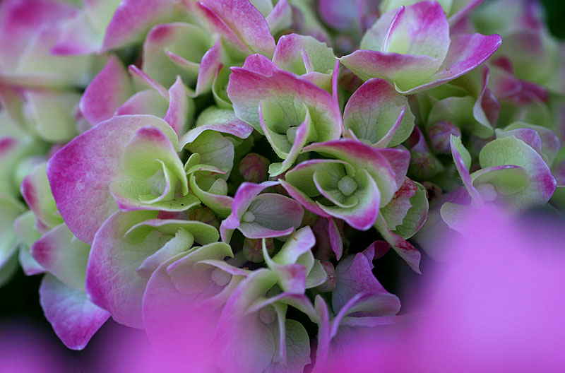 November 24. Hydrangea