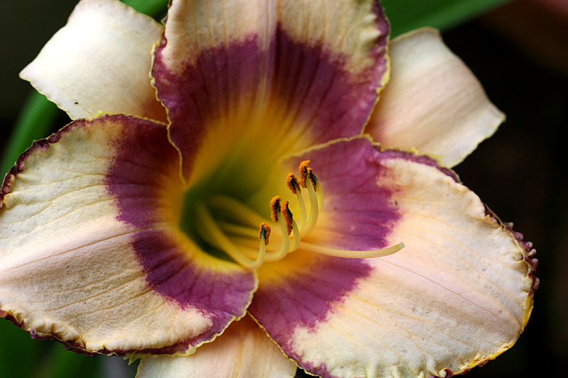 Hemerocallis