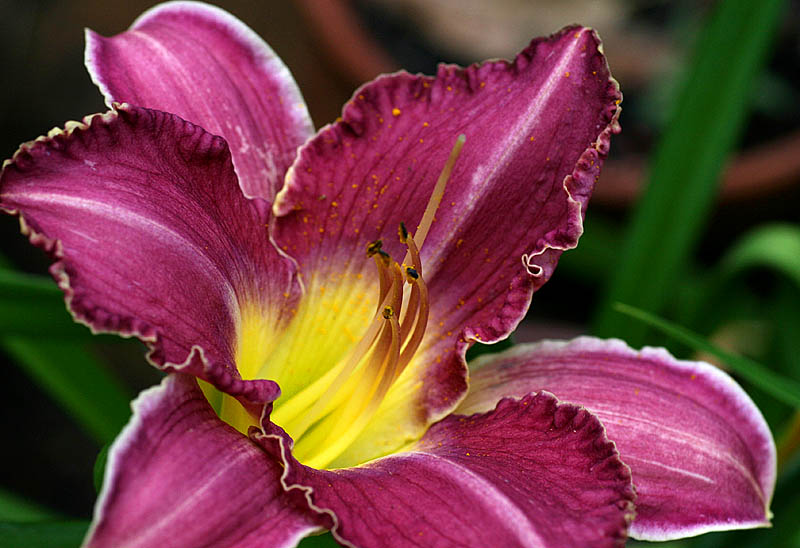 November 28.  Hemerocallis