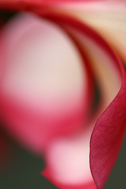 Frangipani petal