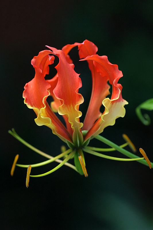 January 31. Gloriosa superba