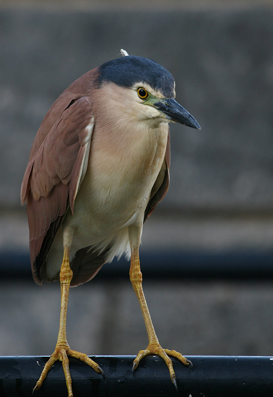 Nankeen Night Heron