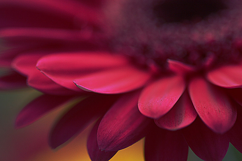 Gerbera