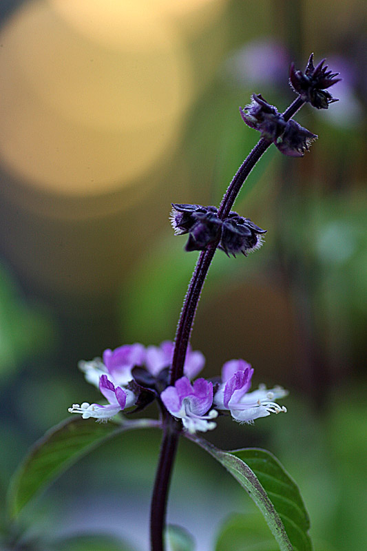 Thai Basil