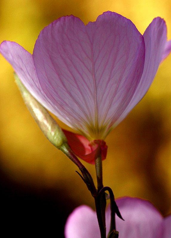 Evening Primrose