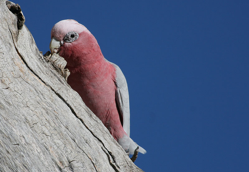 Pink and Grey Galah