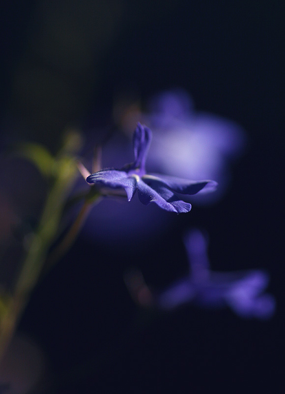 Backlit