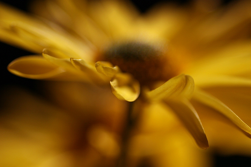 Sunny flowers