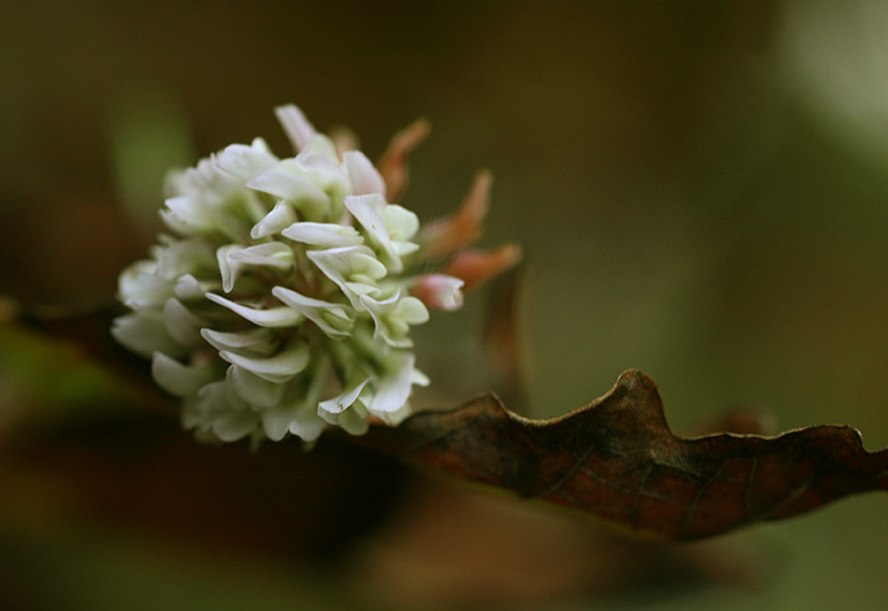 Clover flower