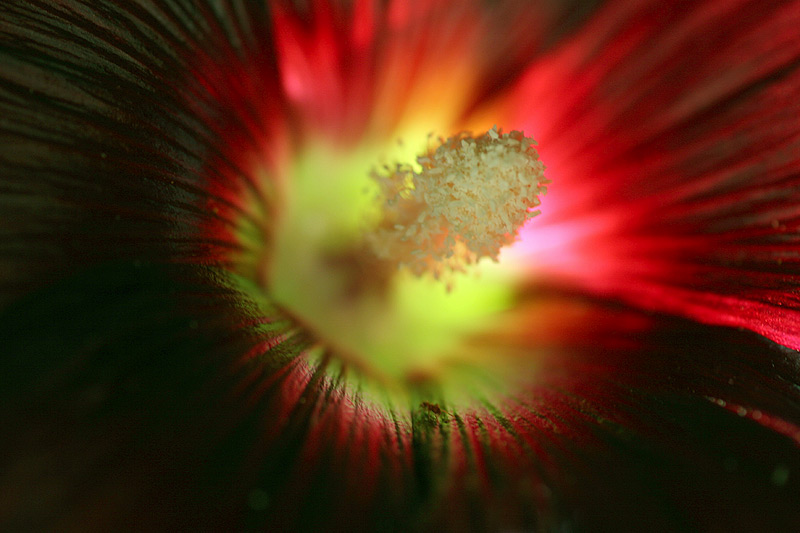 Backlit Hollyhock