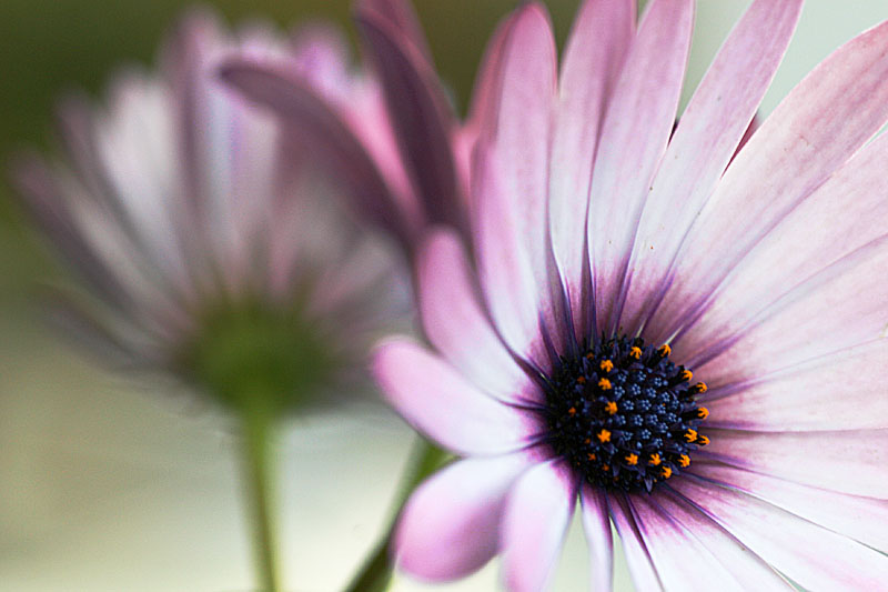 Good old Osteospermum
