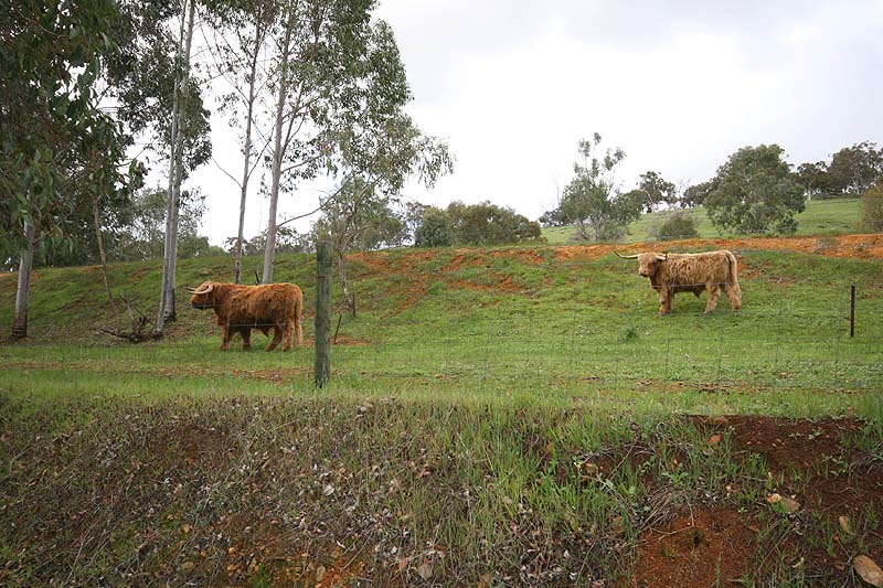 Highlanders