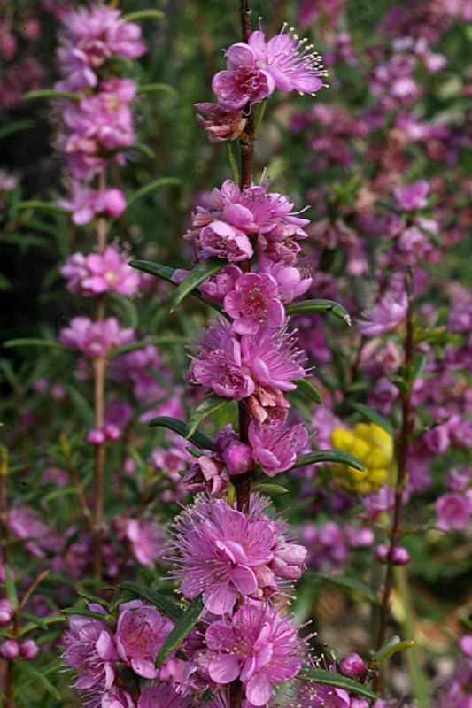 Swan River Myrtle