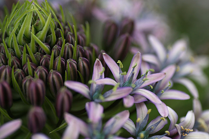 Scilla peruviana