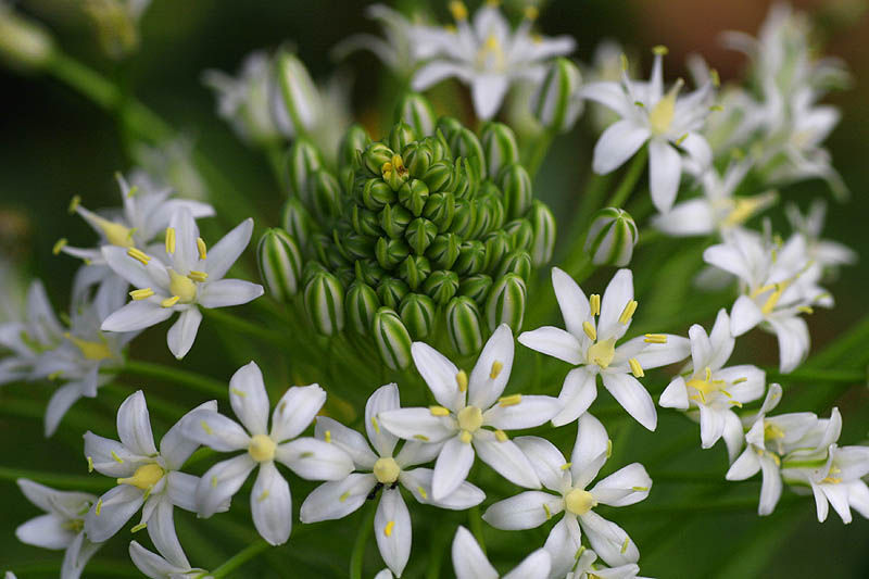 Scilla peruviana alba