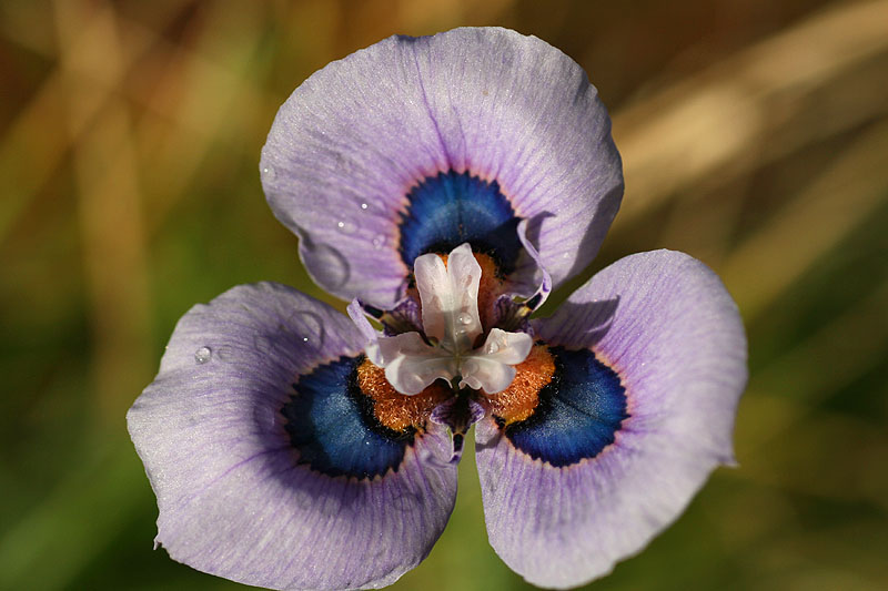 Moraea villosa