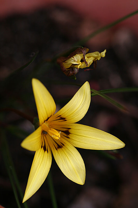 Romulea