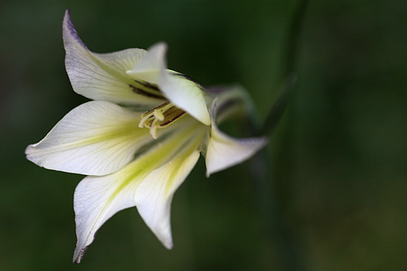 Gladiolus tristis