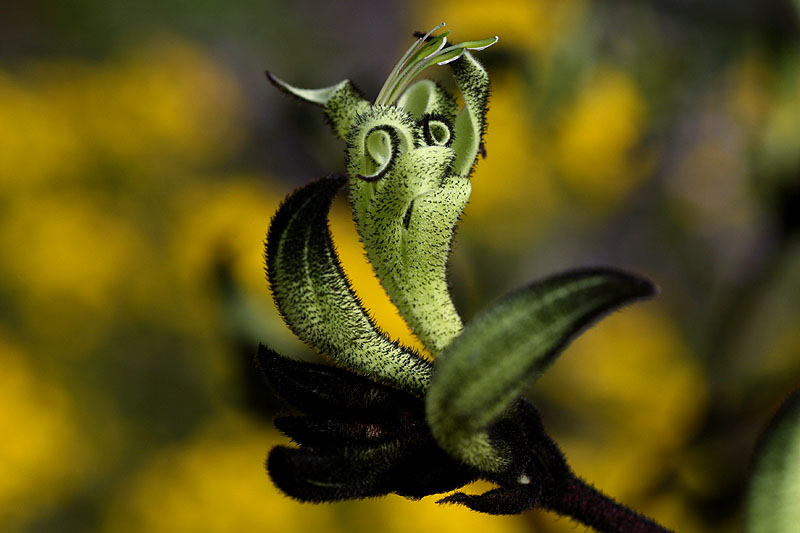 Black Kangaroo Paw