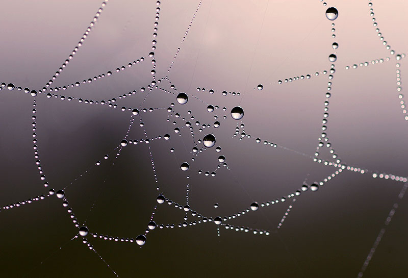Foggy drops