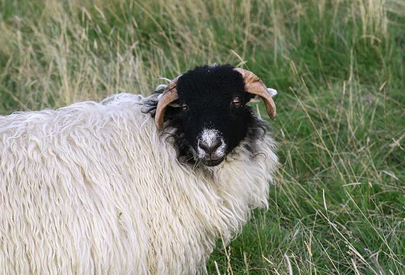 A woolly resident of Weardale