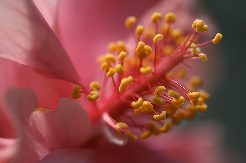 Hibiscus