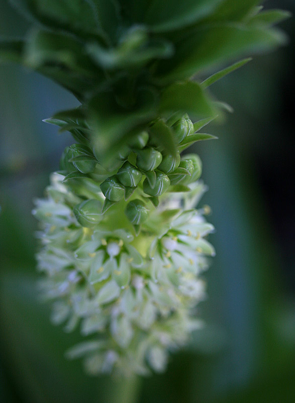 Pineapple lily