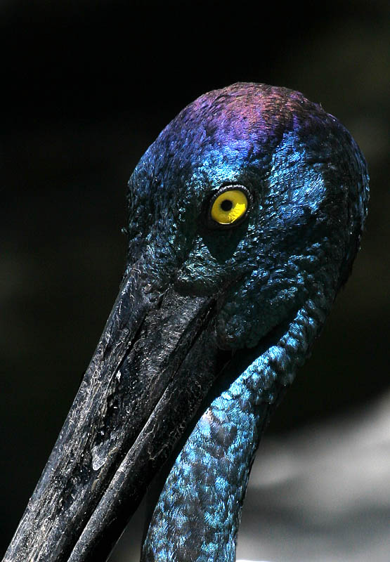 Black Necked Stork