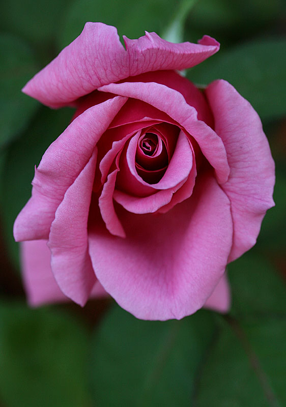 rosa Patrick Anderson