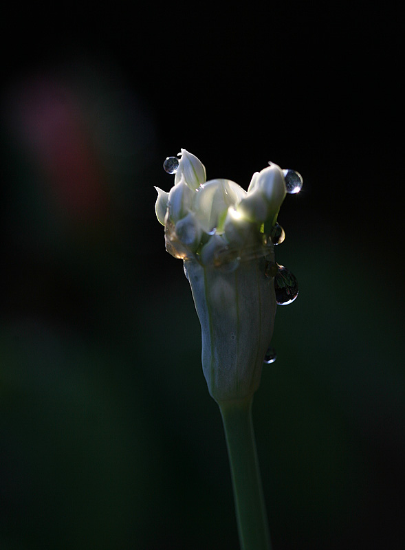 No rain