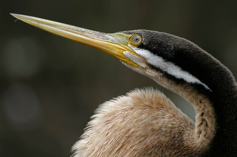 Australian darter