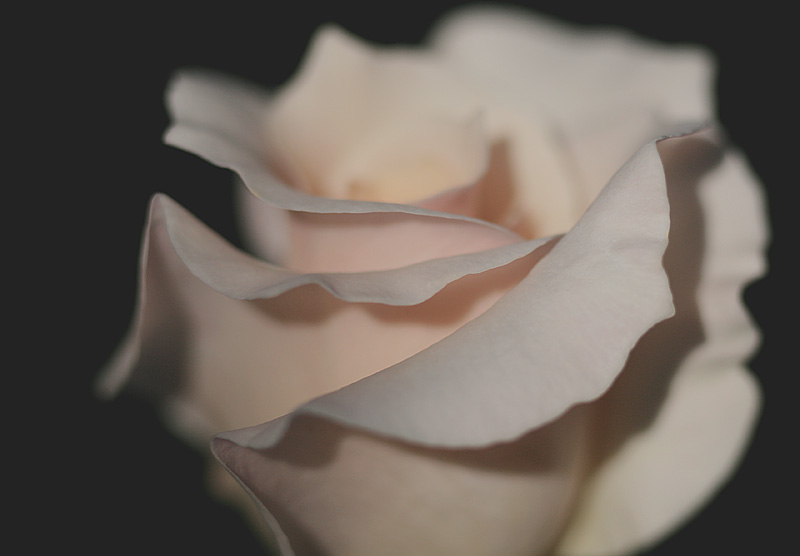rosa Kirsten