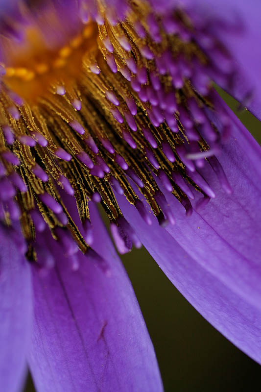 Water lily