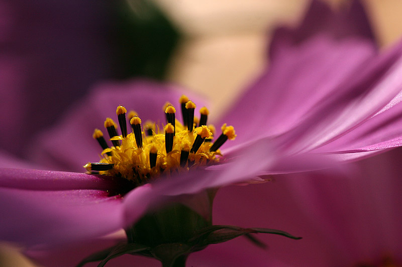 Cosmos