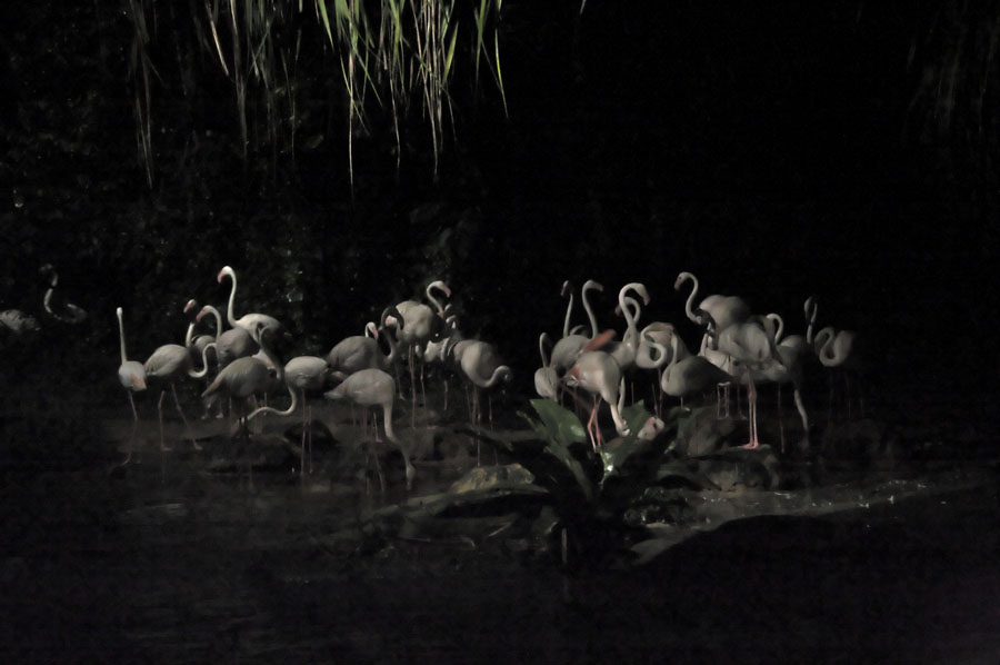 Singapore Night Safari (8)