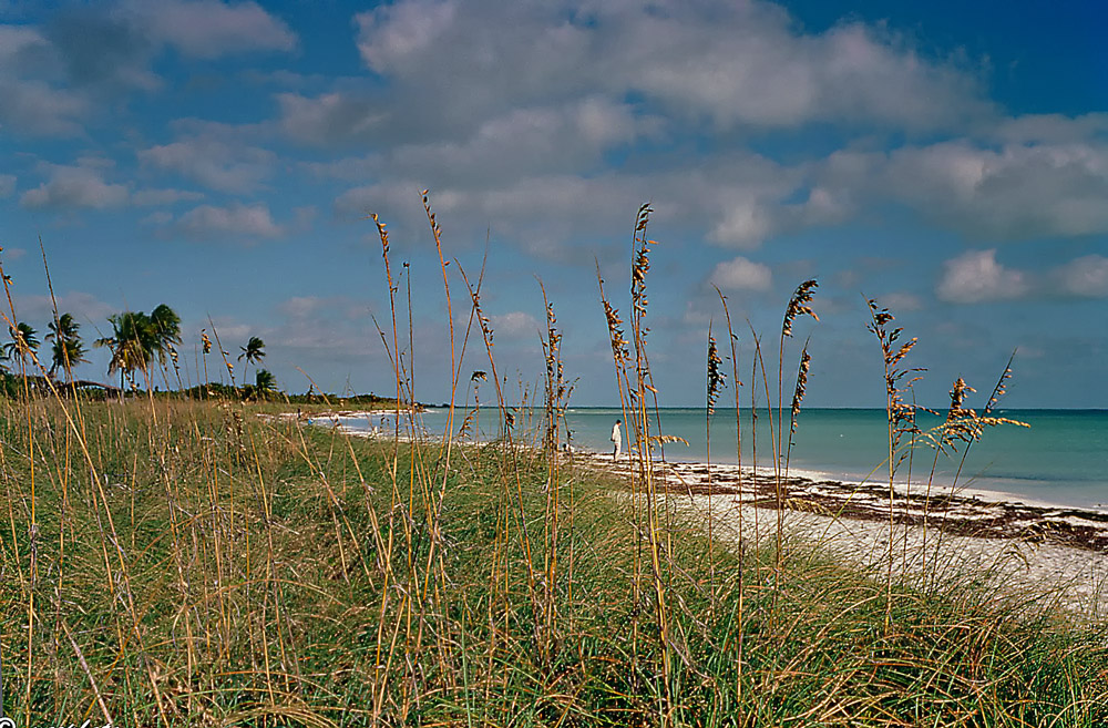 Sea Oats