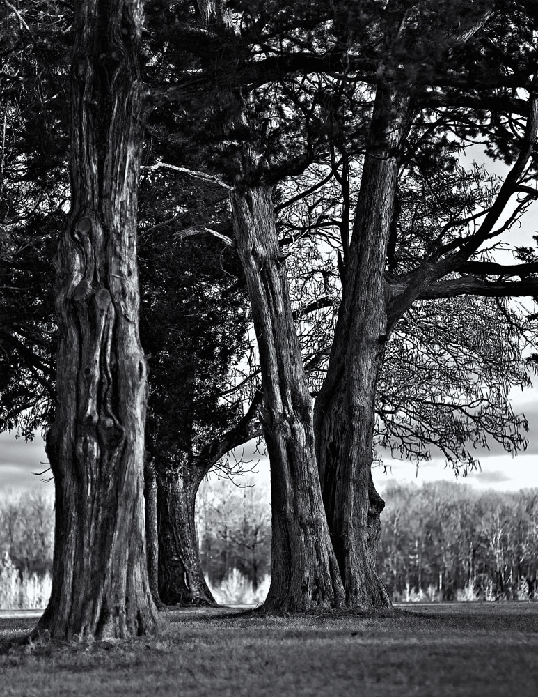 Cypresses