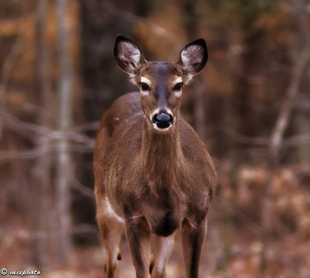 An Evening Encounter