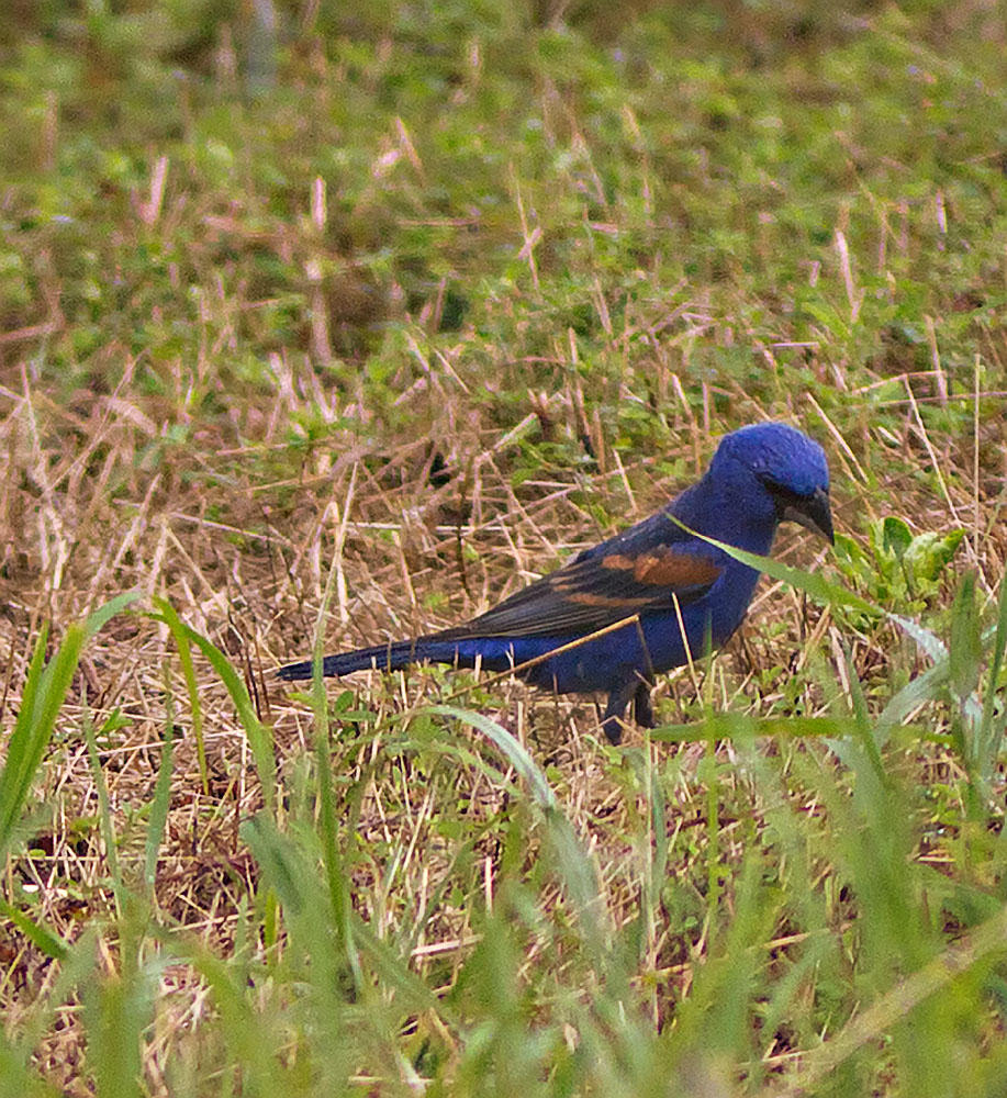 Blue Grosbeak!