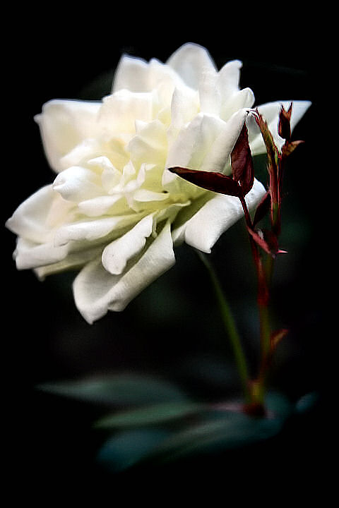 Beautiful White Rose