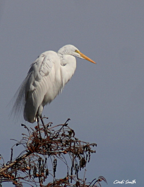 AT THE TOP OF THE TREE
