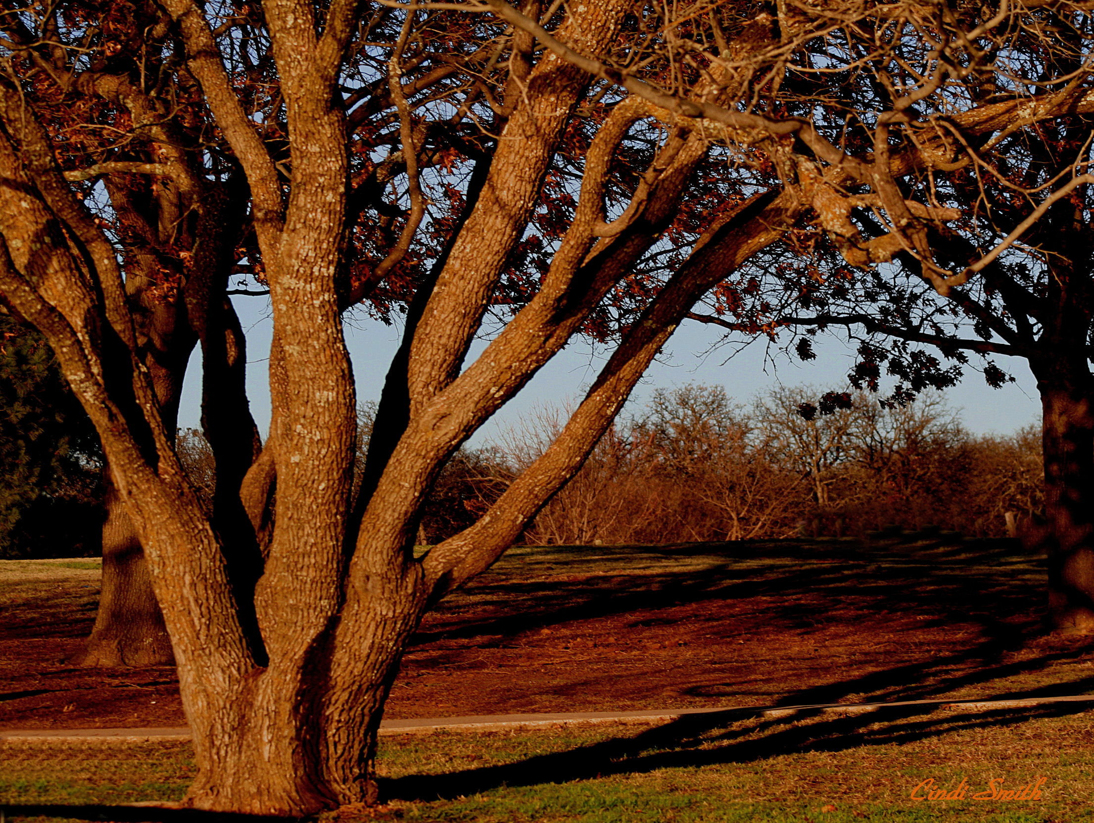SUNDAY AFTERNOON SUN ON THE TREES