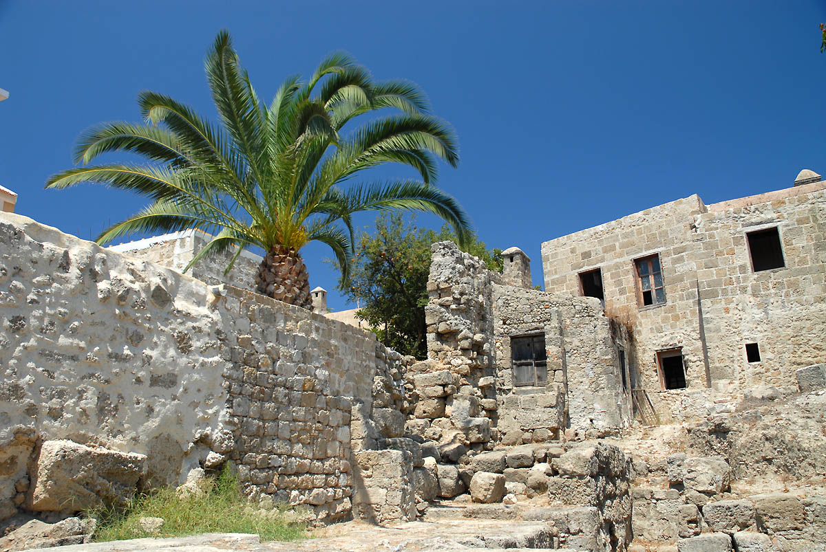 Palm and ruins