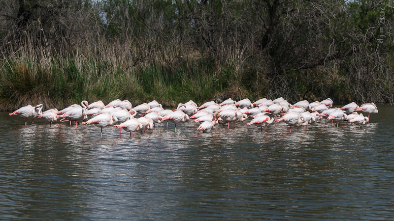 Phoenicopterus Ruber