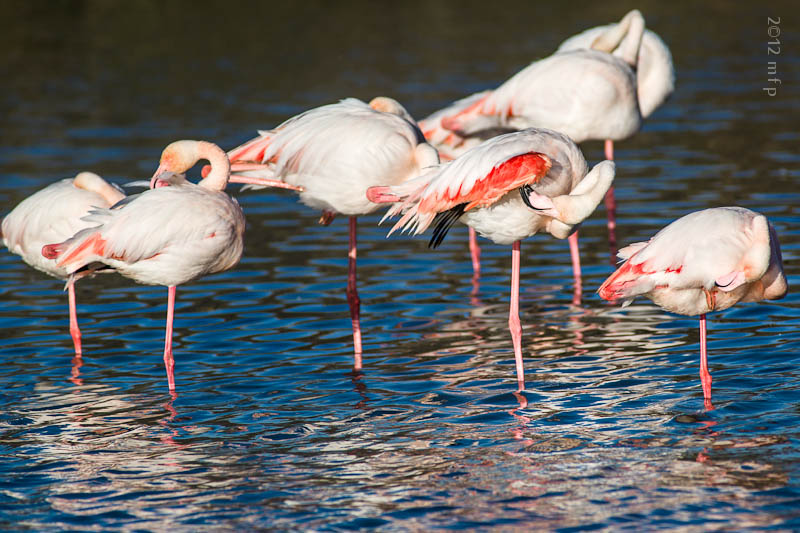 Phoenicopterus Ruber