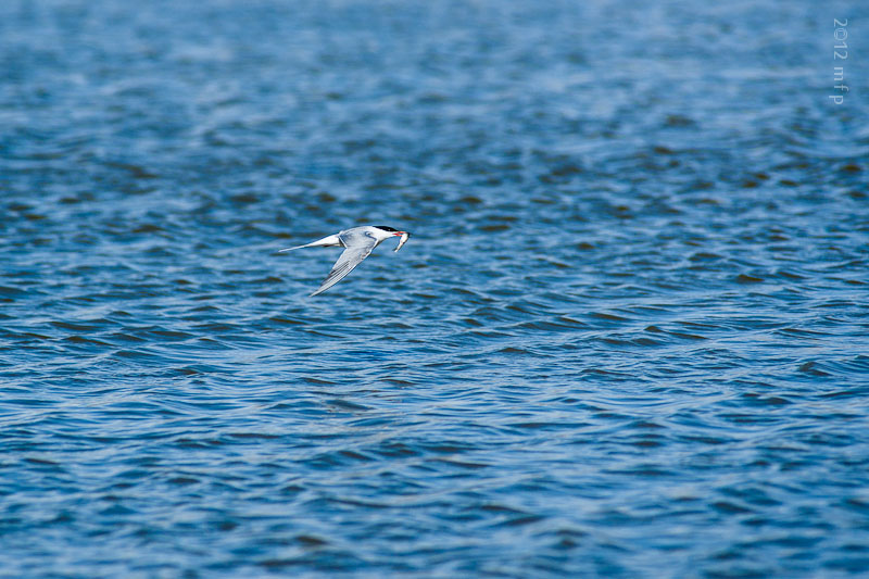 Sterna Hirundo